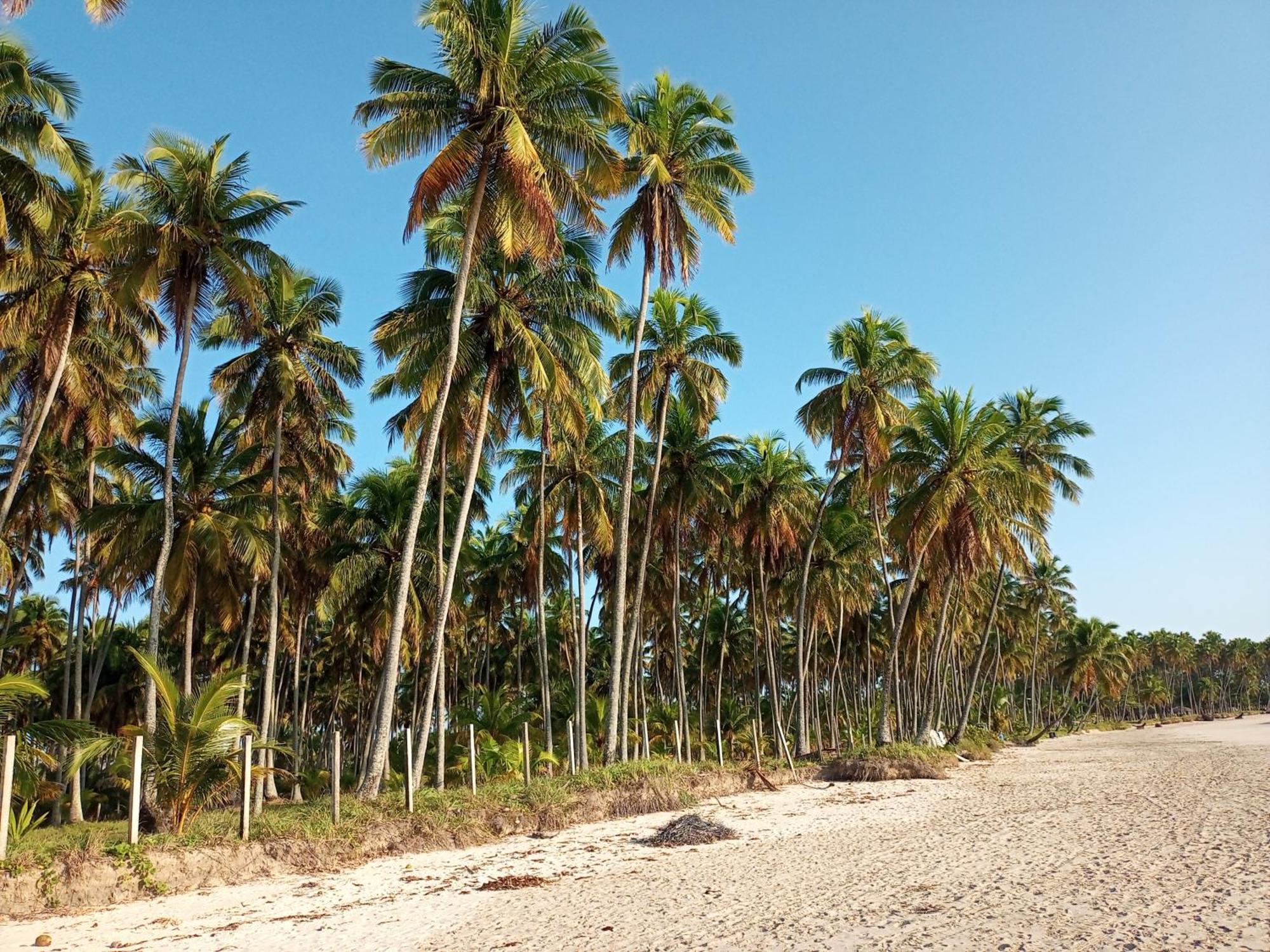 公寓 De Frente Ao Mar Tamandare